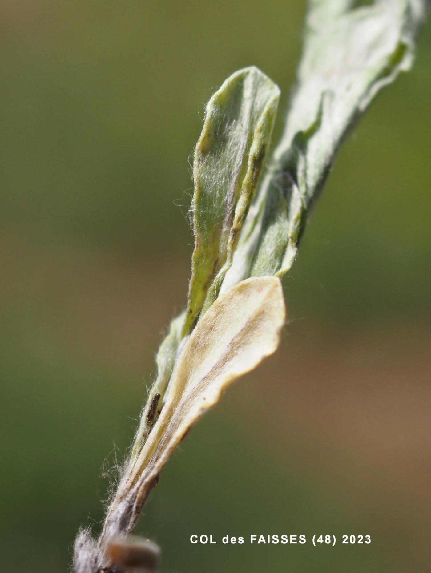Cudweed, Upright leaf